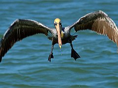 Look Out!, Brown Pelican
